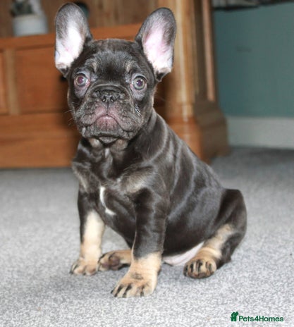 French Bulldog dogs Ready Now-KC French Bulldogs-New Shade Carriers - Advert 9