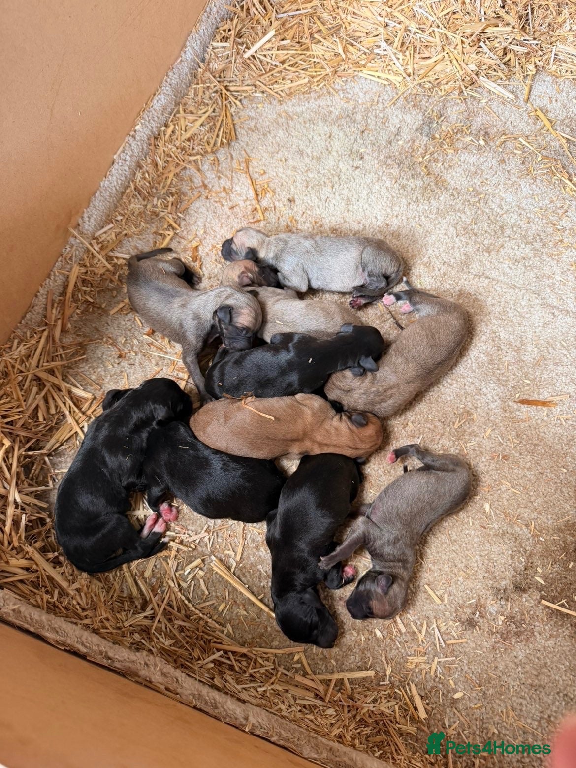 Mixed Breed dogs Outstanding Working-Bred Whippet Lurcher Puppies  - Advert 6