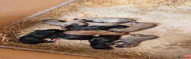 Mixed Breed 3