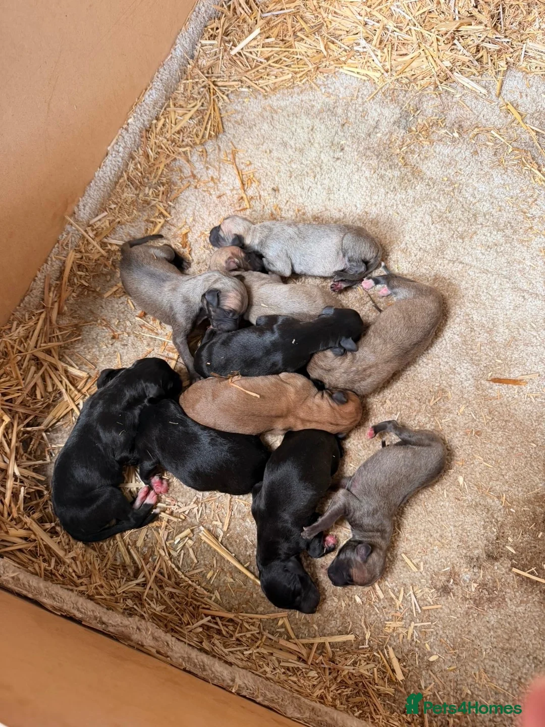 Mixed Breed dogs for sale: Outstanding Working-Bred Whippet Lurcher Puppies  - Advert 1
