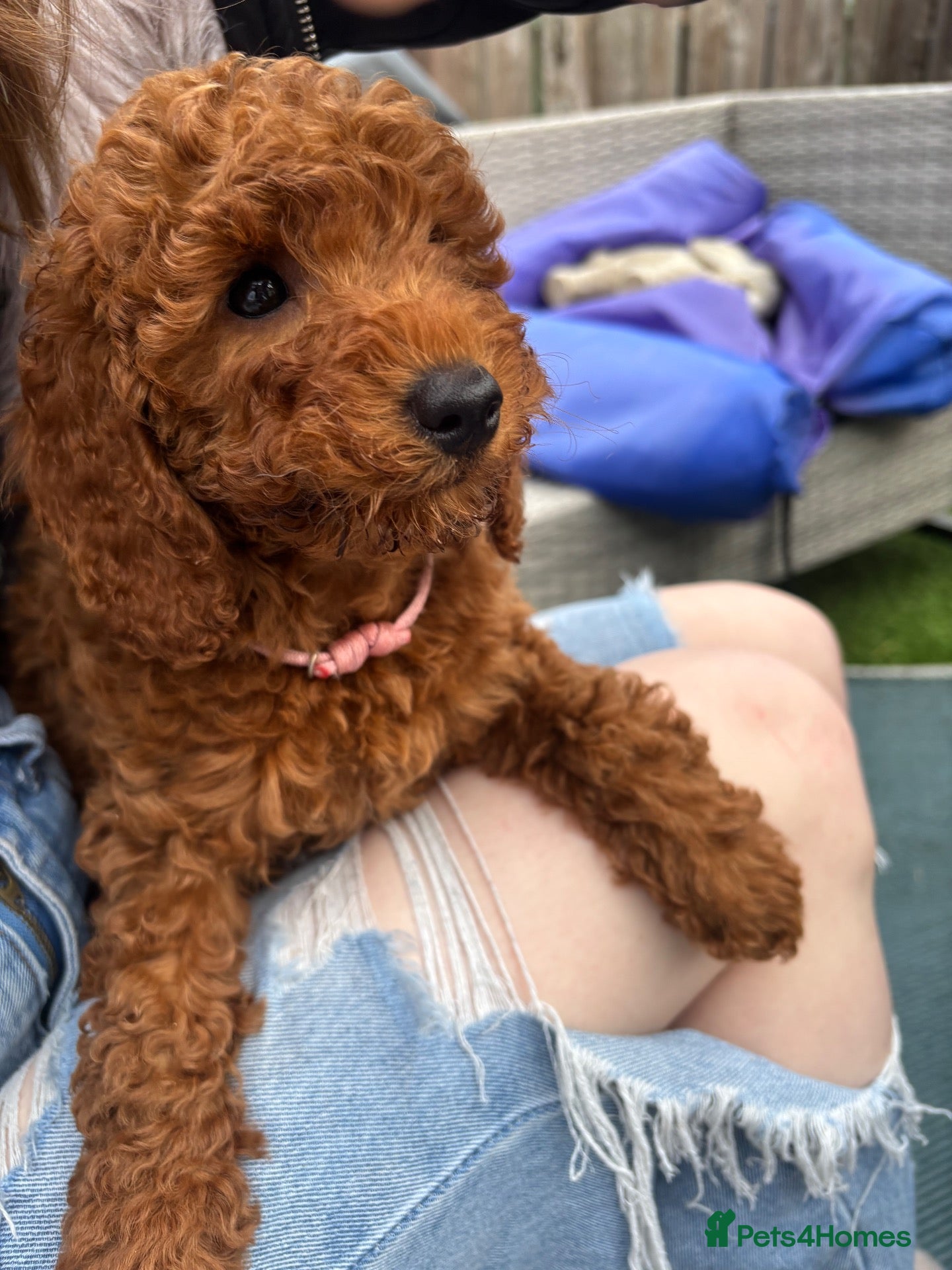 Cavapoo dogs F1b Cavapoo - Advert 12