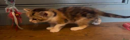 Mixed Breed cats for sale: Kittens - Advert 24