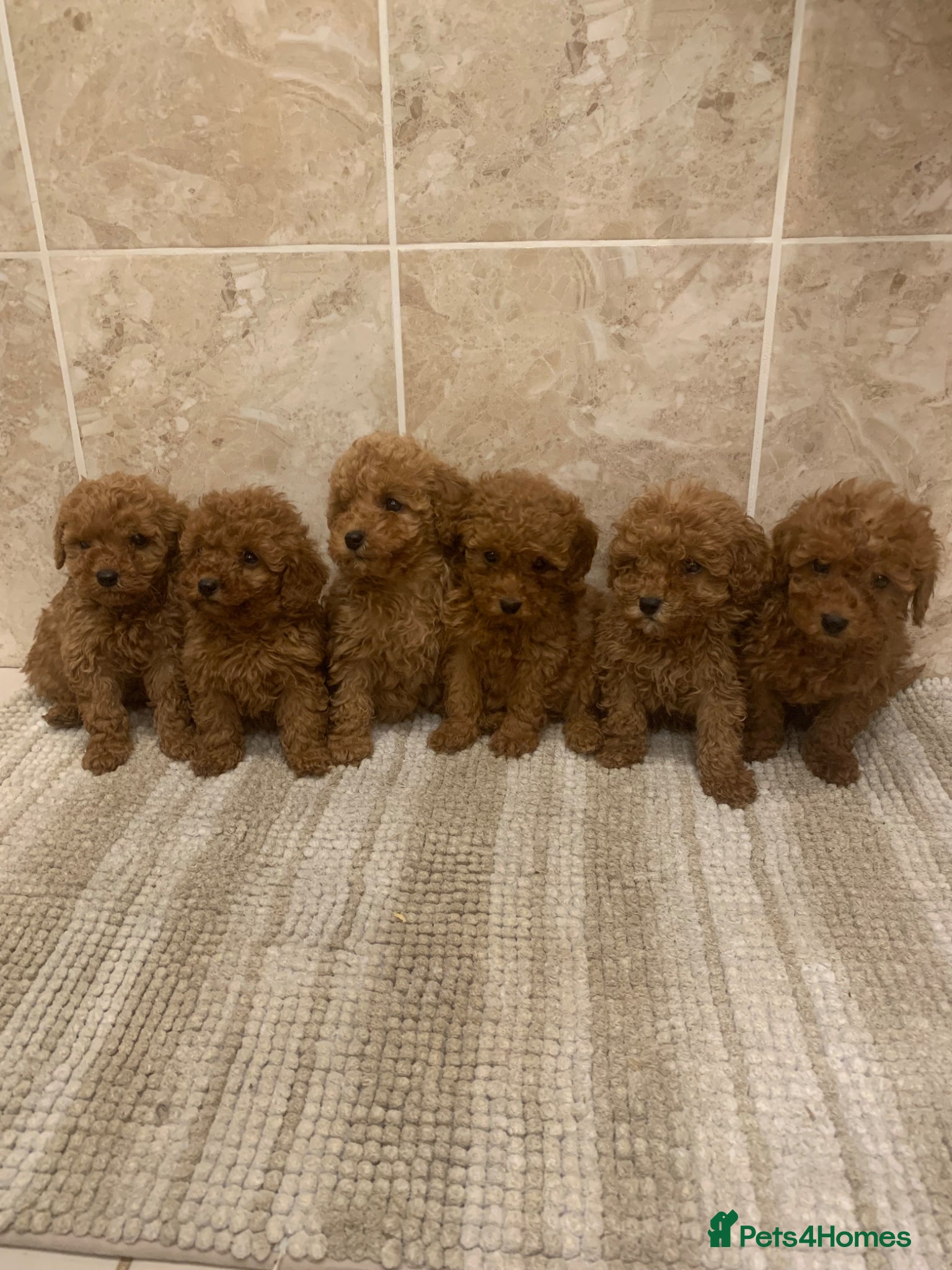 Toy Poodle dogs for sale: Beautiful Red Toy Poodle Puppies For Sale - Advert 1