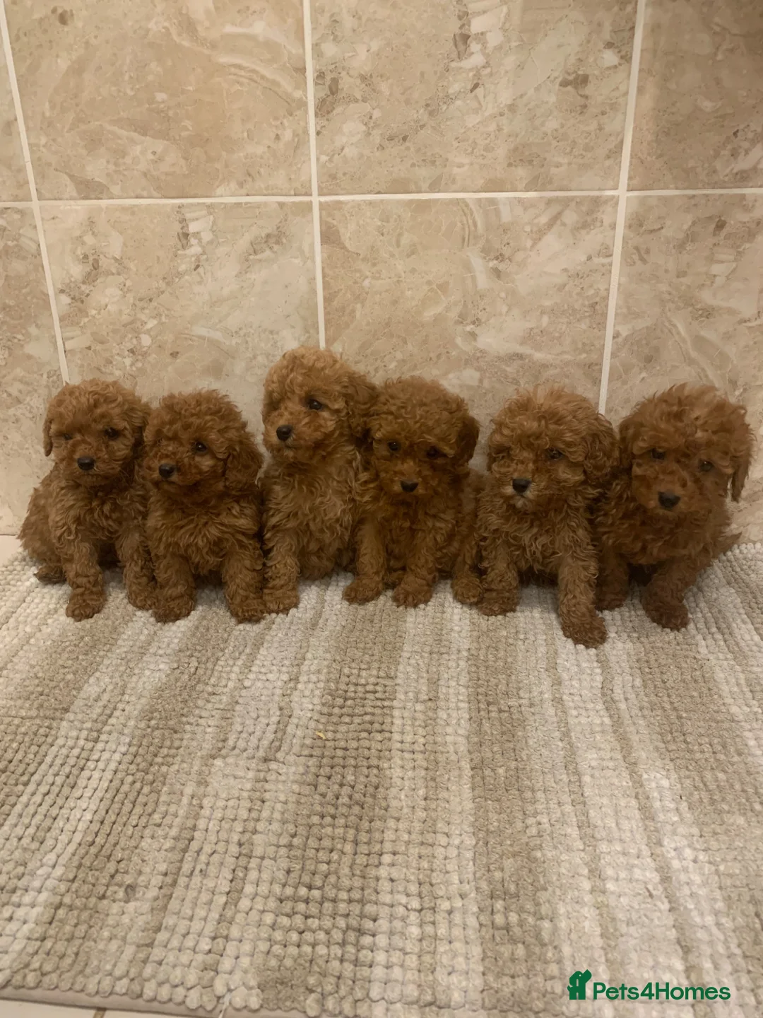 Toy Poodle dogs for sale: Beautiful Red Toy Poodle Puppies For Sale - Advert 1