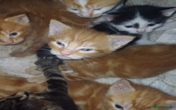 Mixed Breed cats for sale: 5 Kittens - Image 4