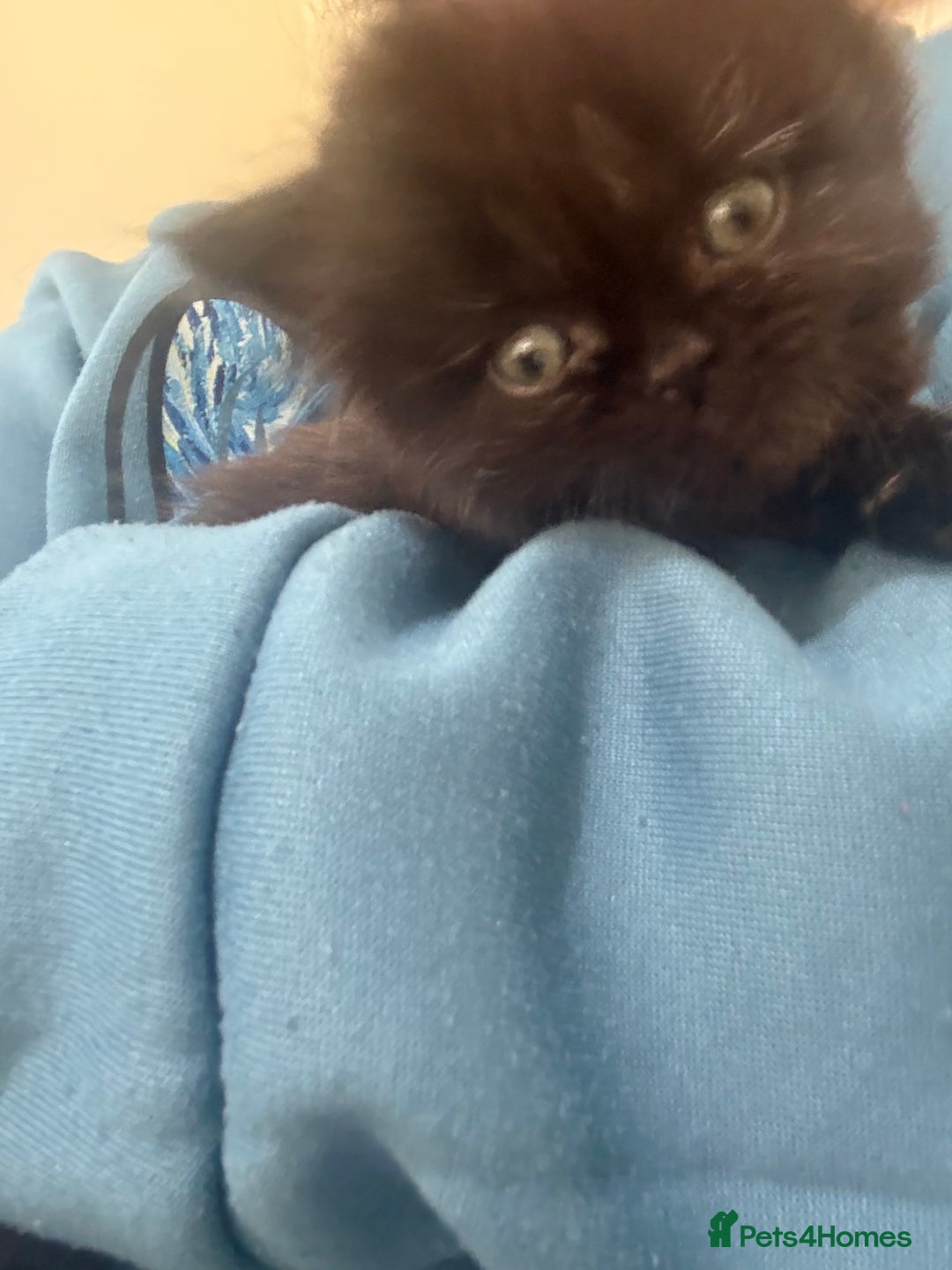 Mixed Breed cats for sale: Mixed British shorthair kittens for sale  - Image 4
