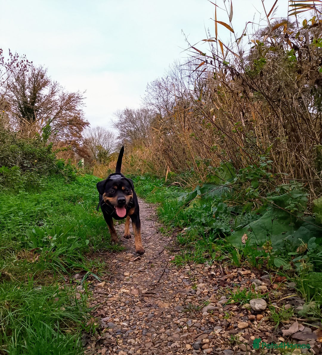 Mixed Breed dogs for sale: Staffy cross girl 5 years old - Advert 2