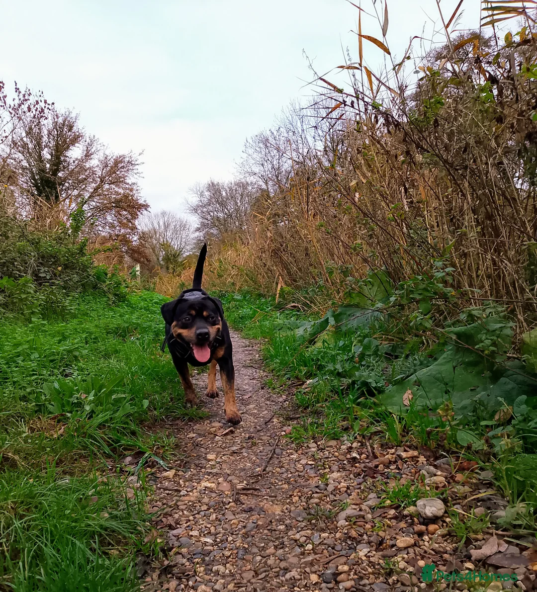 Mixed Breed dogs for sale: Staffy cross girl 5 years old - Advert 2