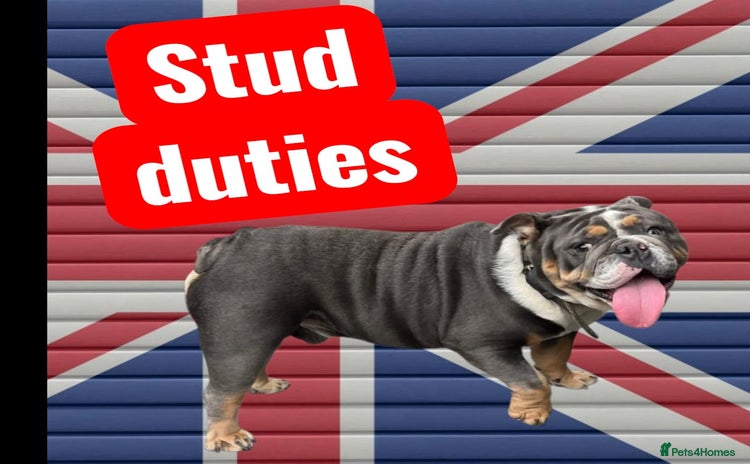 English Bulldog dogs - Advert 3
