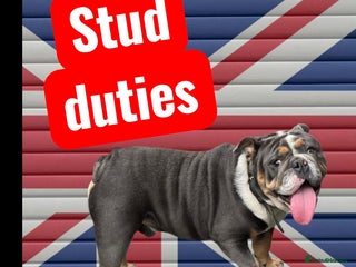 English Bulldog dogs - Advert 18