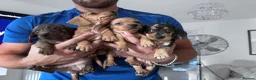 Miniature Dachshund dogs for sale: STUNNING MINIATURE DACHSHUNDS FOR SALE😍💕 - Advert 11