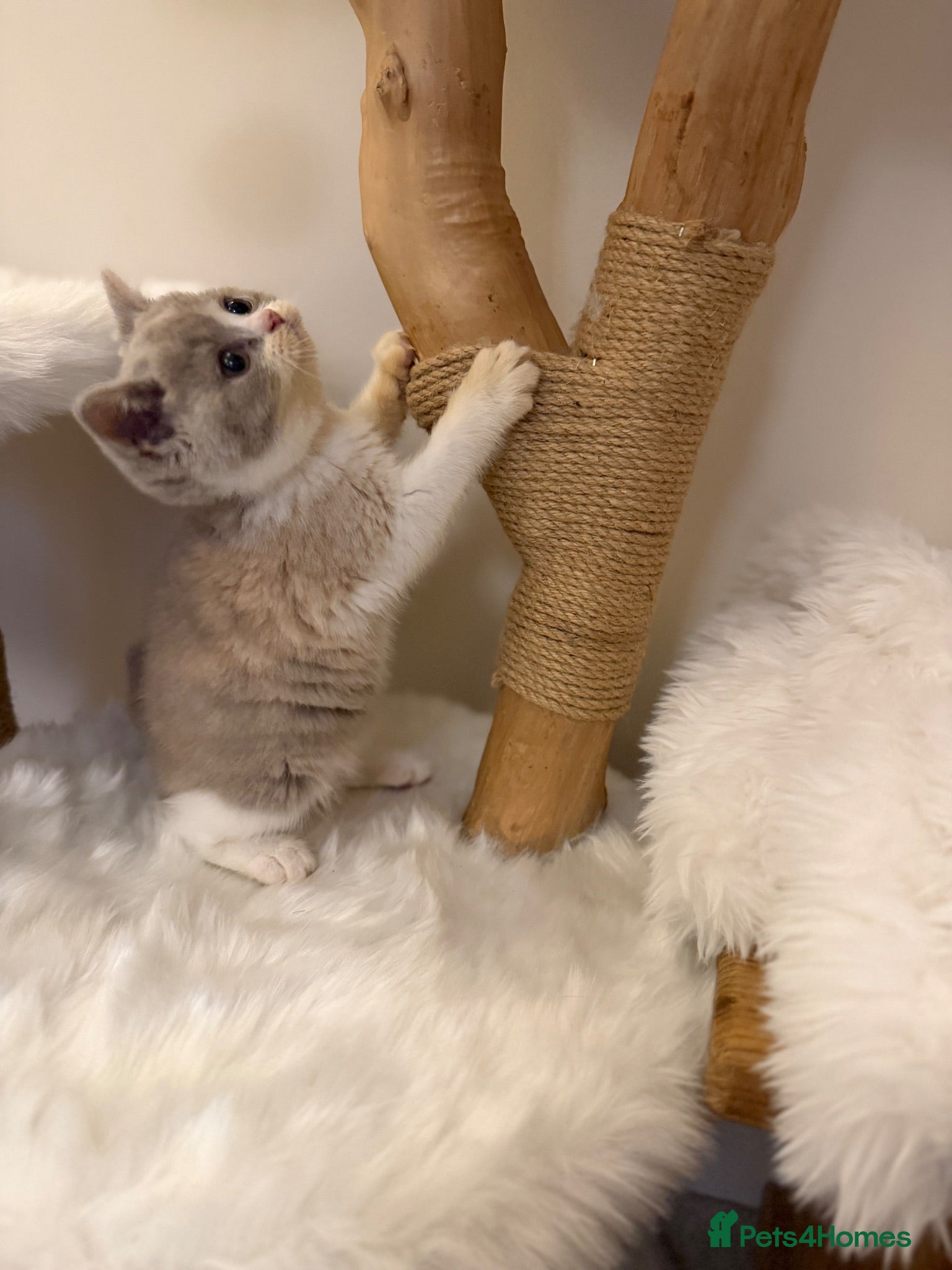 British Shorthair cats FULL PEDIGREE REGISTERED BSH - Advert 1