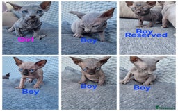 Sphynx cats for sale: Canadian Sphynx6New born kittens5 still available  - Image 1