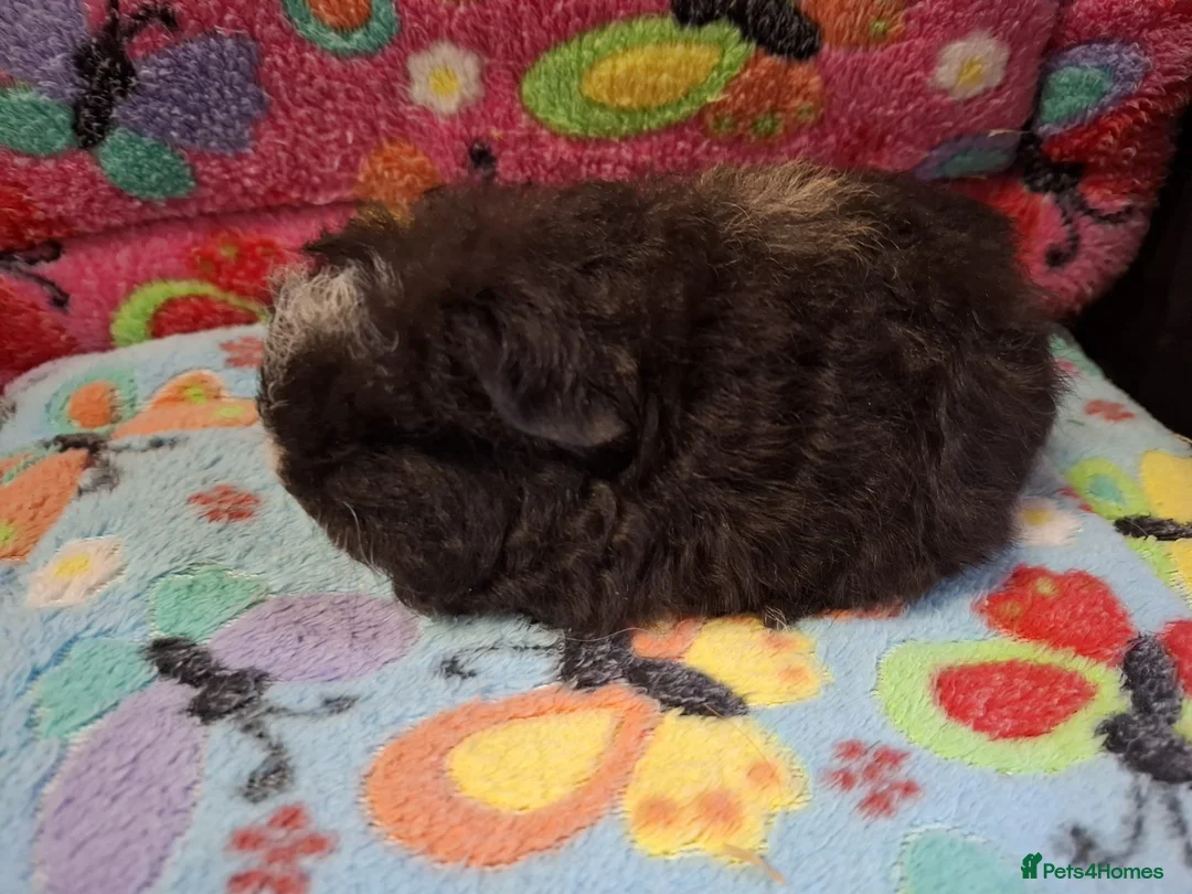 Guinea Pig rodents for sale: Baby Longhaired Boars Texel/Merino/Teddies RTR  - Advert 37