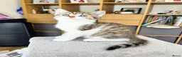 British Shorthair cats for sale: Four Beautiful BSH Tabby Kittens  - Advert 23