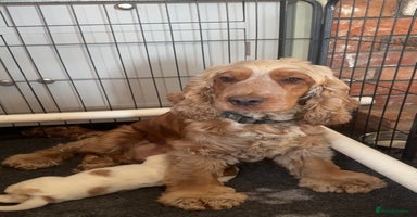 Cocker Spaniel dogs - Advert 4