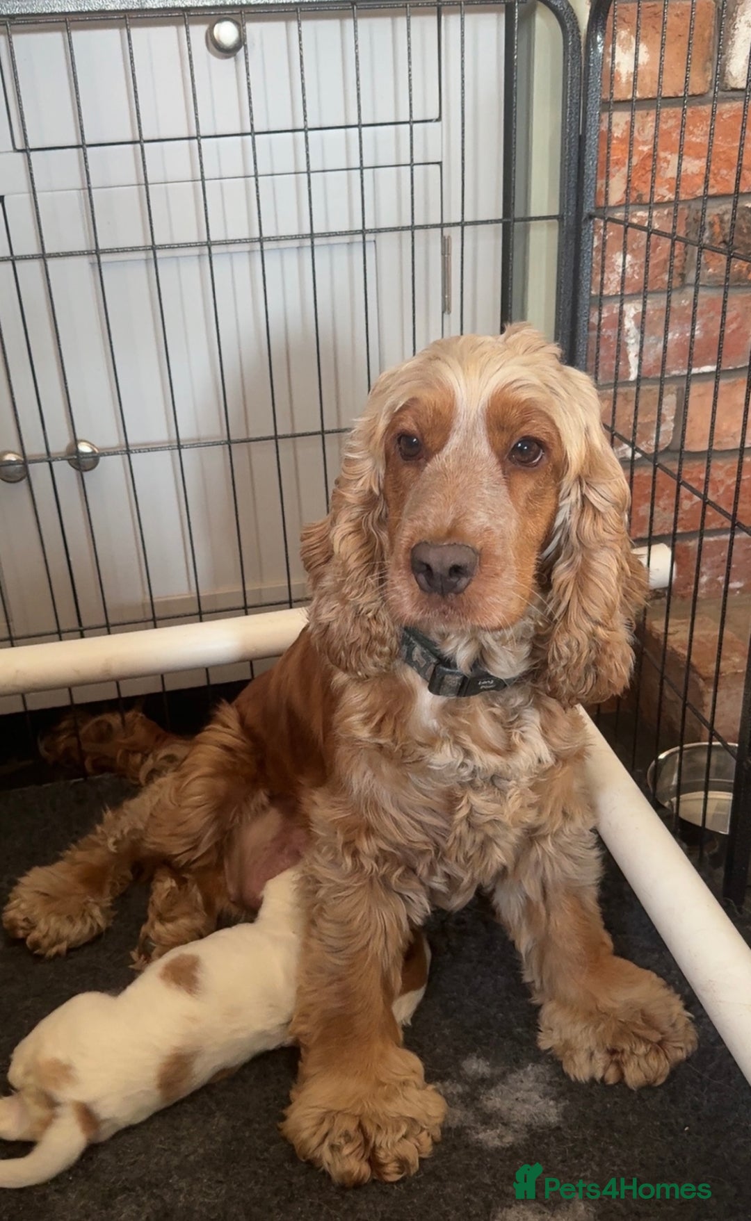 Cocker Spaniel dogs for sale: Gorgeous Health Tested Show Cocker Spaniel Puppy  - Image 3