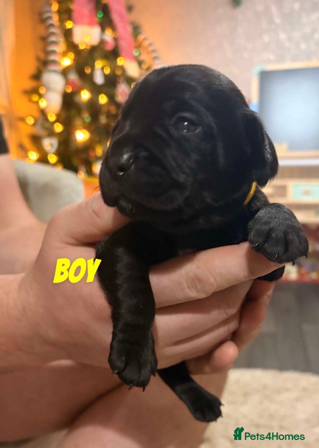 Mixed Breed dogs for sale: Frocker puppies - Advert 13