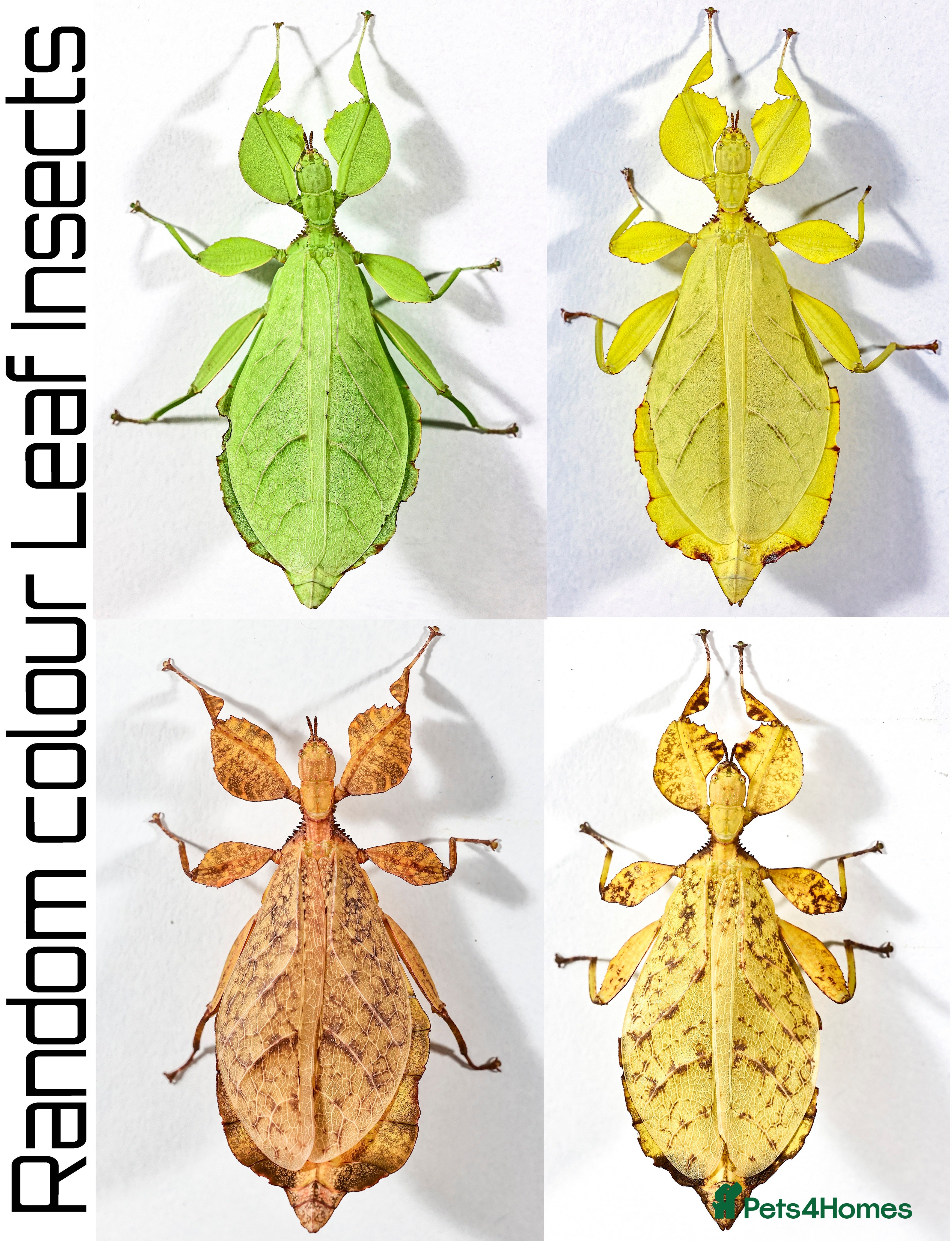 Stick Insects invertebrates mixed colour nymphs Phyllium Leaf stick insect - Advert 1