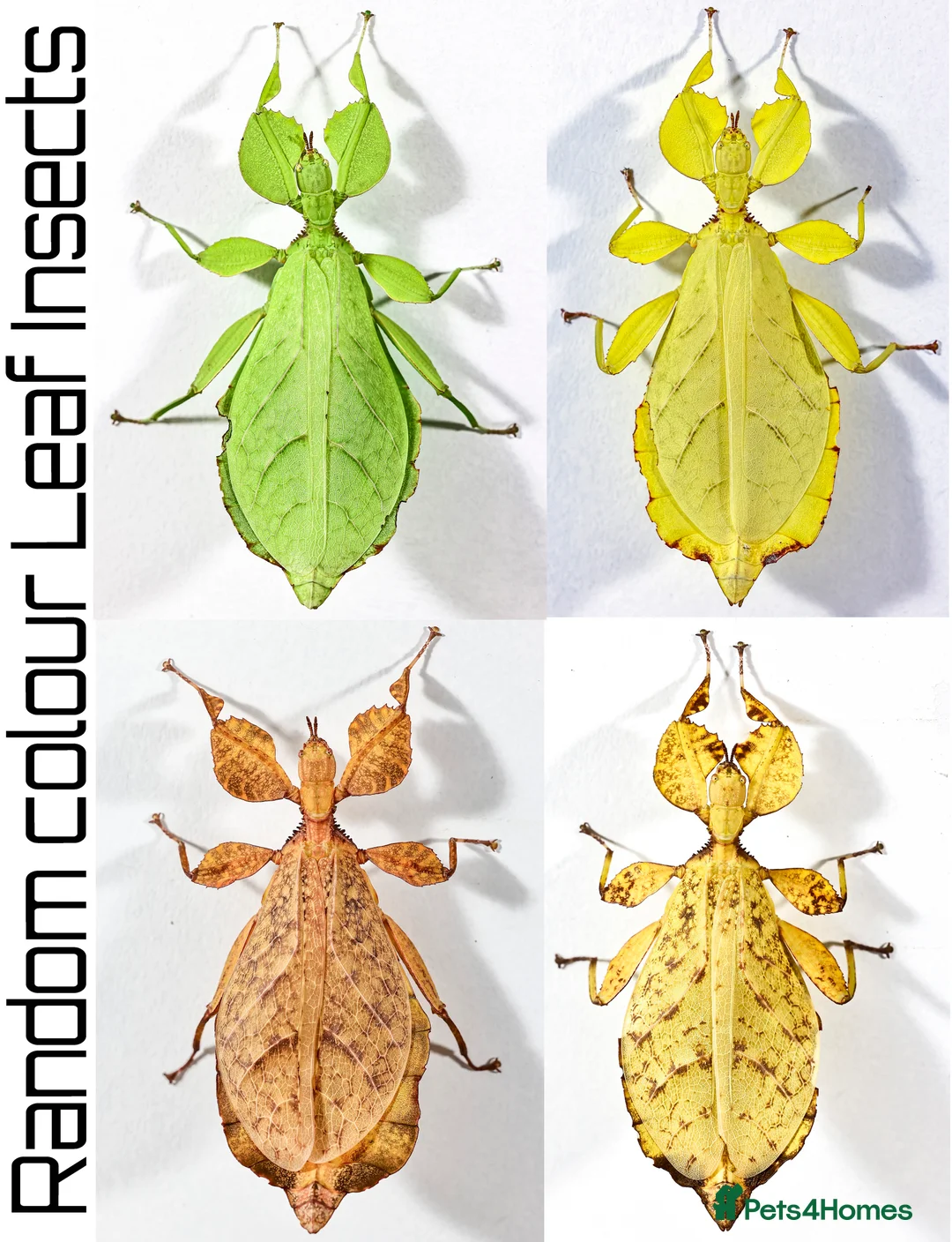 Stick Insects invertebrates for sale: mixed colour nymphs Phyllium Leaf stick insect - Advert 1