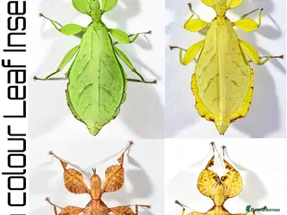 Stick Insects invertebrates mixed colour nymphs Phyllium Leaf stick insect - Advert 1