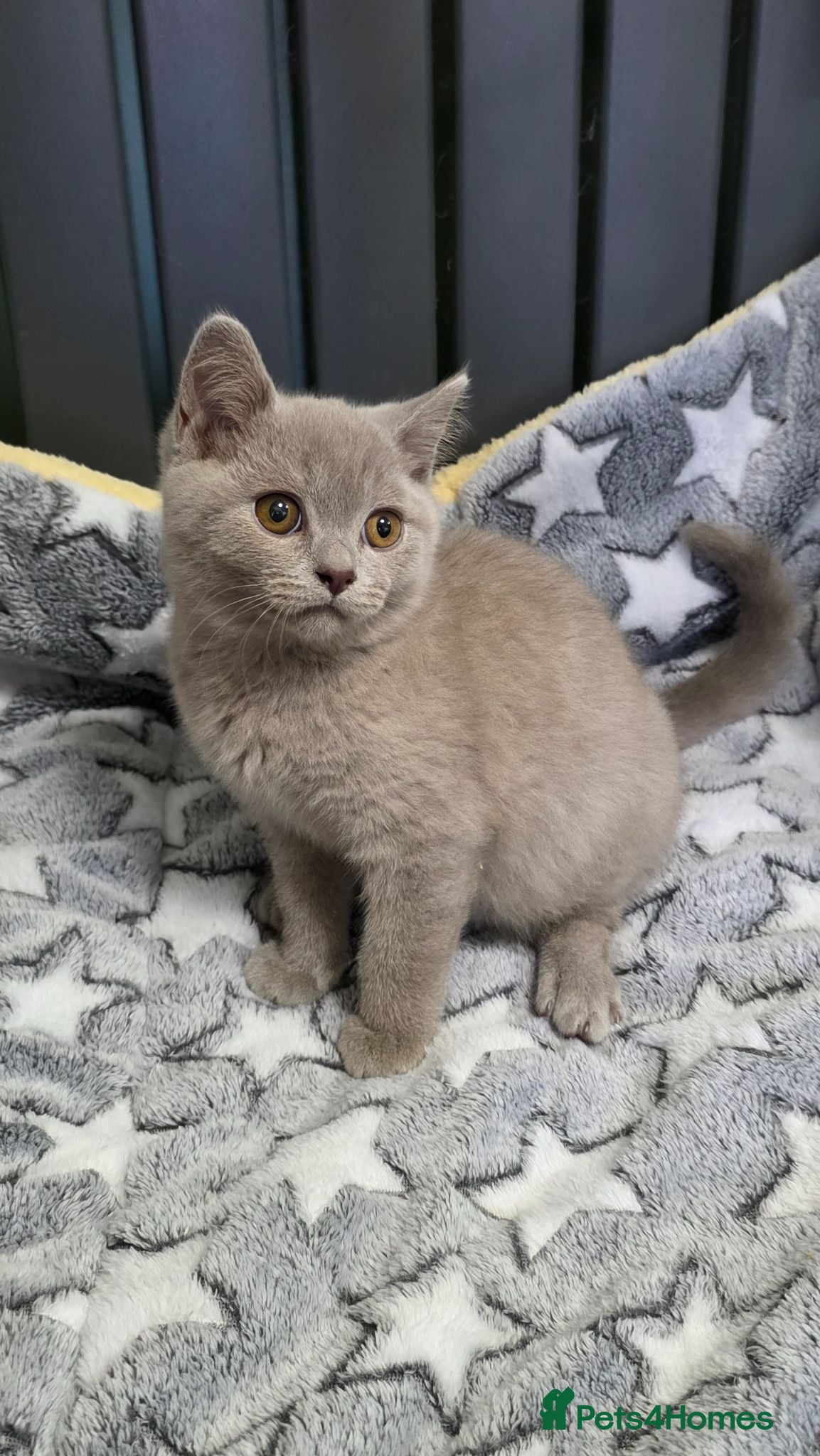 British Shorthair cats GCCF registered beautiful kittens  - Advert 2