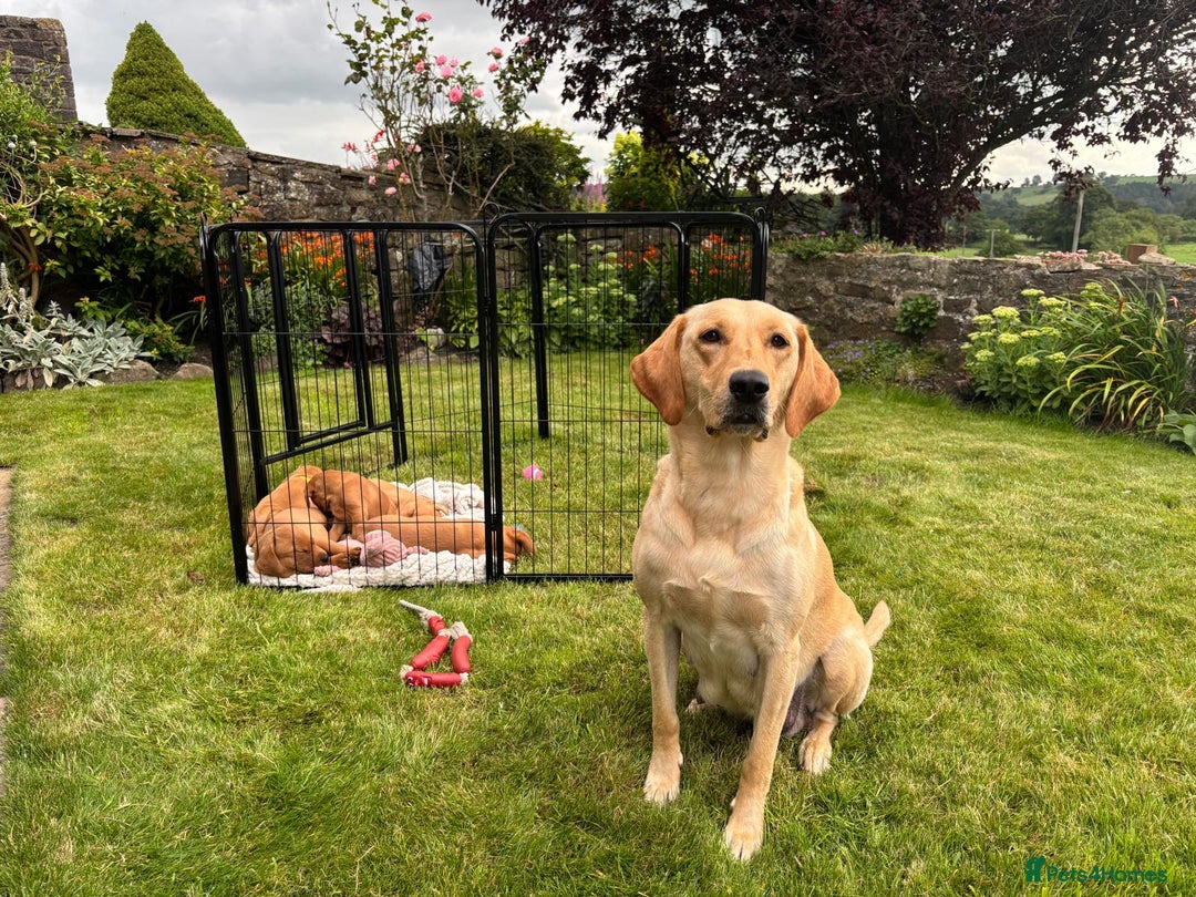 Labrador Retriever dogs for sale: Stunning, KC registered, Fox Red Labrador puppies. - Image 31
