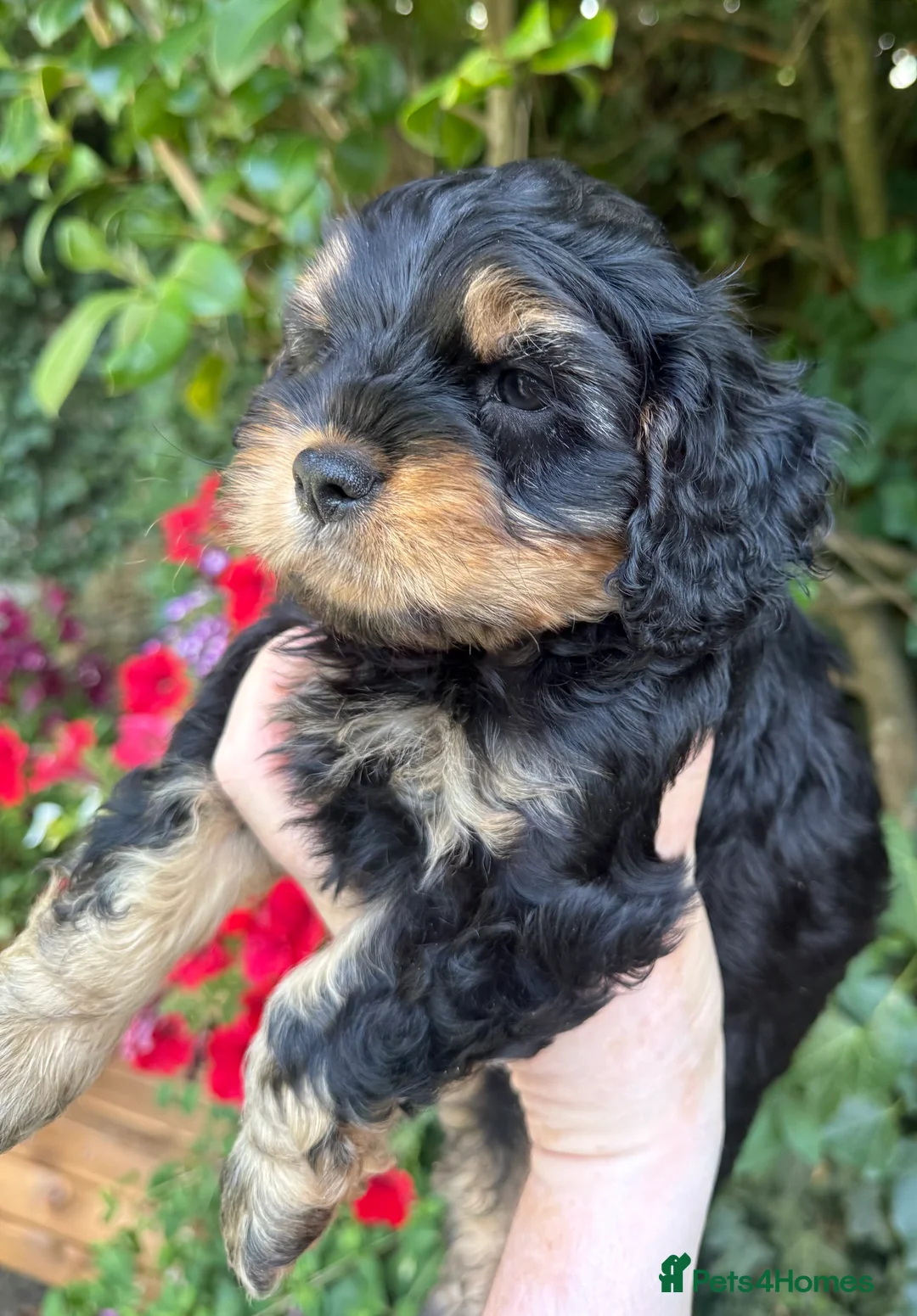 Cavapoo dogs for sale: Cottage Cavapoo puppies 5* Council reg’d  - Advert 1