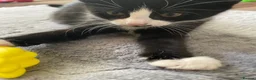Mixed Breed cats for sale: Two beautiful black & white female kittens - Advert 34