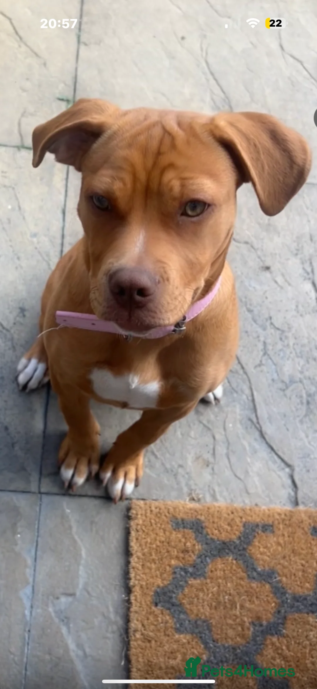 Mixed Breed dogs for sale: Beautiful American bulldog x bullmastiff female - Advert 3