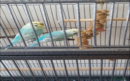 Budgerigars birds for sale: Rainbow Budgies  - Image 1