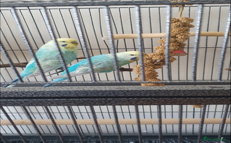Budgerigars birds - Advert 3