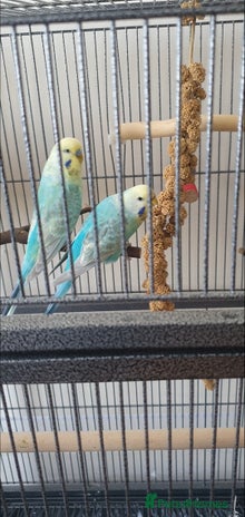 Budgerigars birds - Advert 1