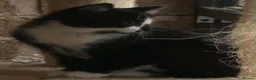 Mixed Breed cats for sale: Kittens  - Advert 4
