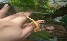 Gecko reptiles for sale: Pinstripe harleyquin crested geckos and Bearded - Image 4