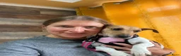 Mixed Breed dogs for adoption: ❤️🐶 MARLENE & 💙🐶 BOYCIE – TWO LITTLE SOULMATES in Lichfield - Advert 7