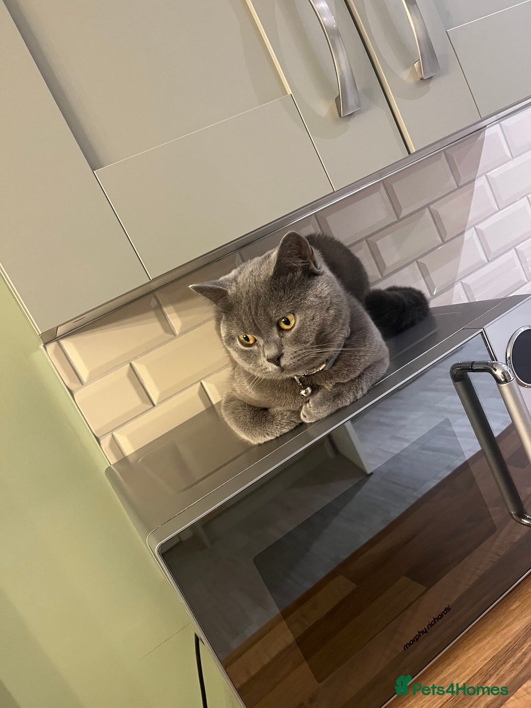 British Shorthair cats for sale: British Shorthair Boy - Advert 8