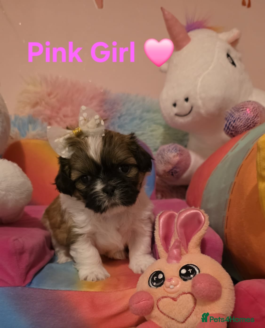 Shih Tzu dogs 🥰Adorable Shih Tzu girls🥰Only two left 🩷 and ❤️ - Advert 14