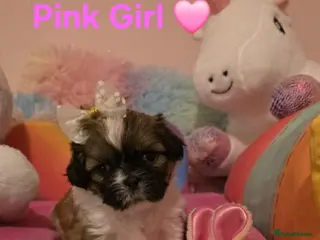 Shih Tzu dogs 🥰Adorable Shih Tzu girls🥰Only two left 🩷 and ❤️ - Advert 14