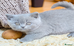 British Shorthair cats for sale: 2 girls available  - Image 2
