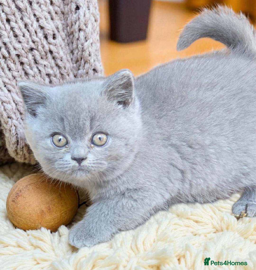 British Shorthair cats for sale: 2 girls available  - Image 2