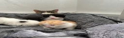 Mixed Breed cats for sale: 5 beautiful kittens looking for a forever home❤️ - Advert 34