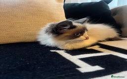 Ragdoll cats for sale: 2 beautiful fluffy ragdoll kittens for sale  - Advert 6
