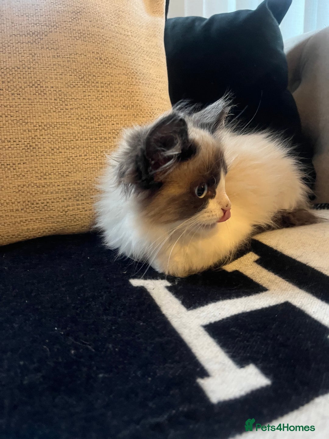 Ragdoll cats for sale: 2 beautiful fluffy ragdoll kittens for sale  - Advert 6