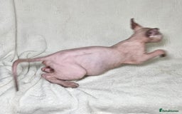 Sphynx cats for sale: Charming Tortie Kitten with TICA is ready now! - Image 7