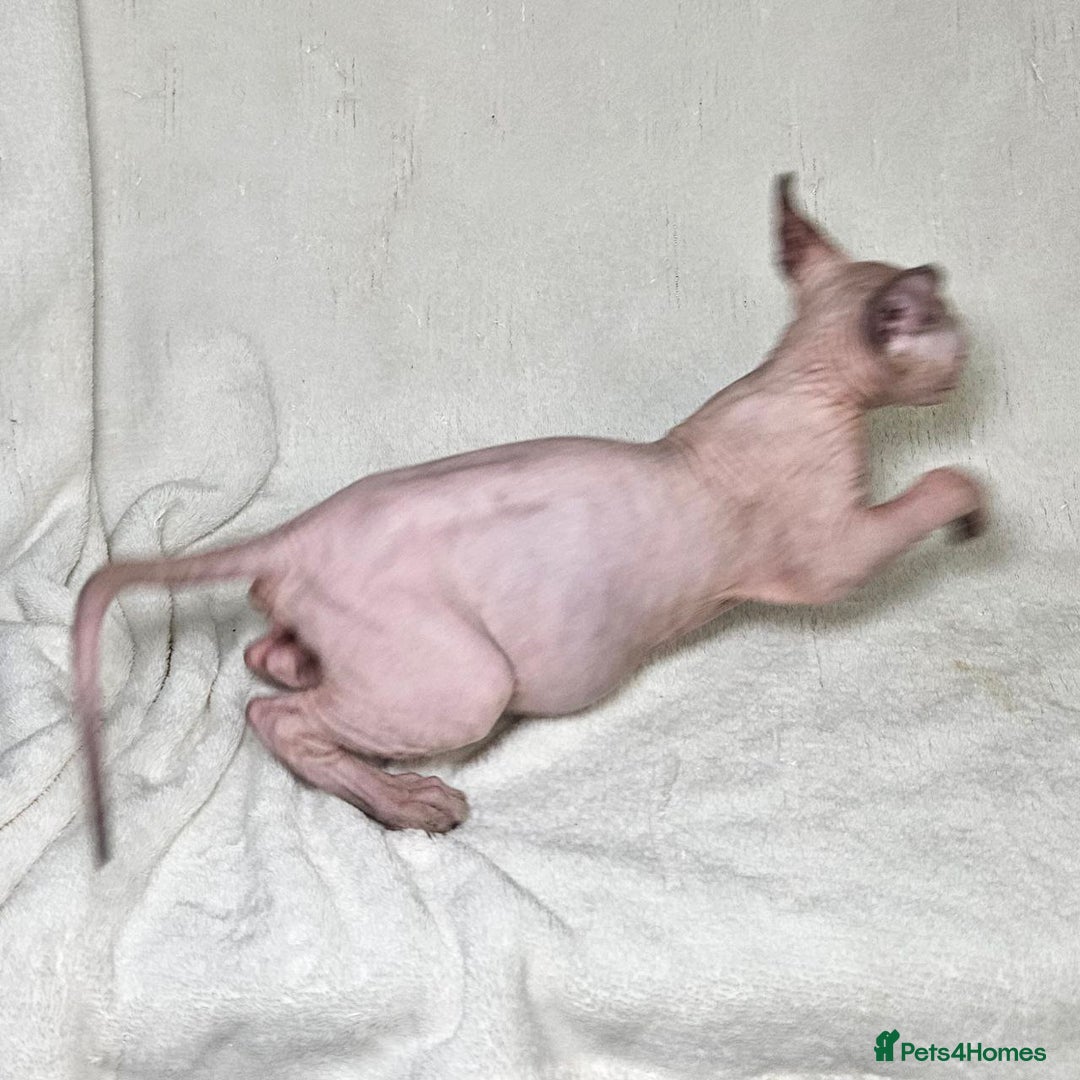 Sphynx cats for sale: Charming Tortie Kitten with TICA is ready now! - Image 7