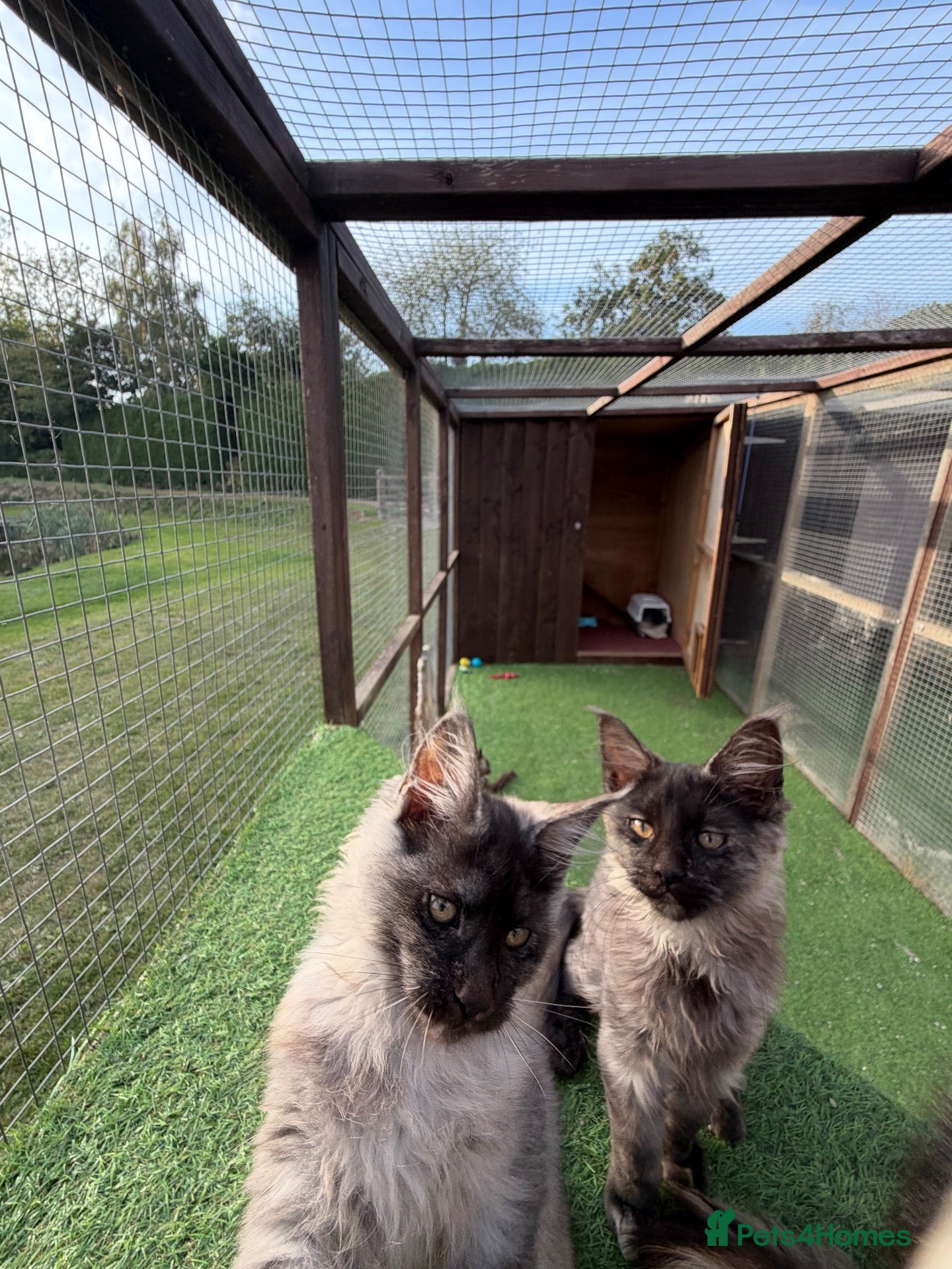Maine Coon cats Maine Coon GCCF Registered - Advert 2