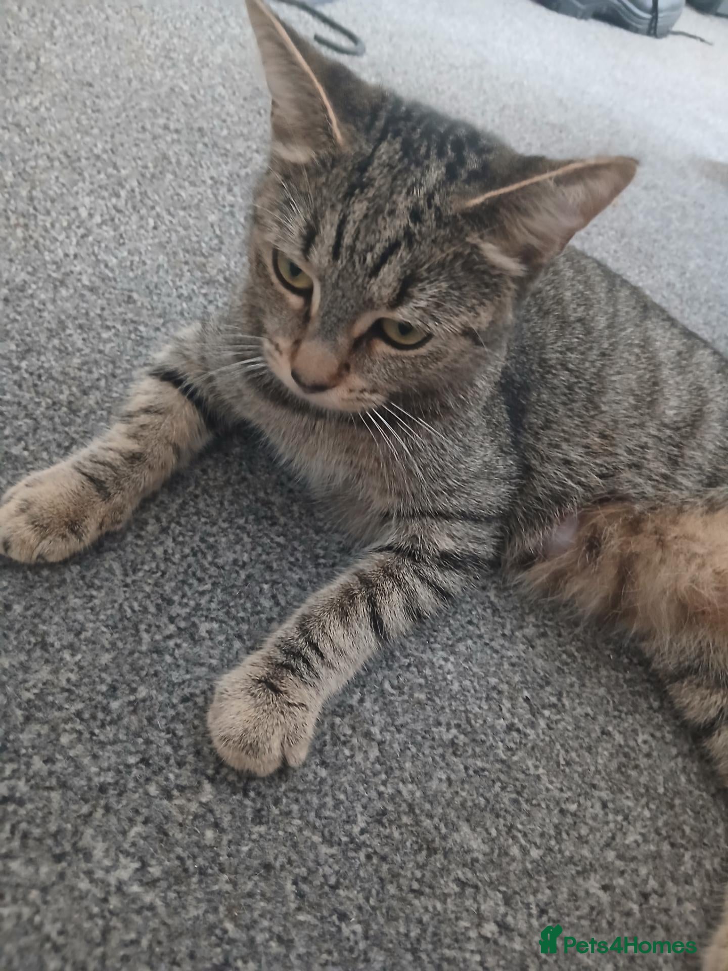 British Shorthair cats Beautiful tabby kittens - Advert 2