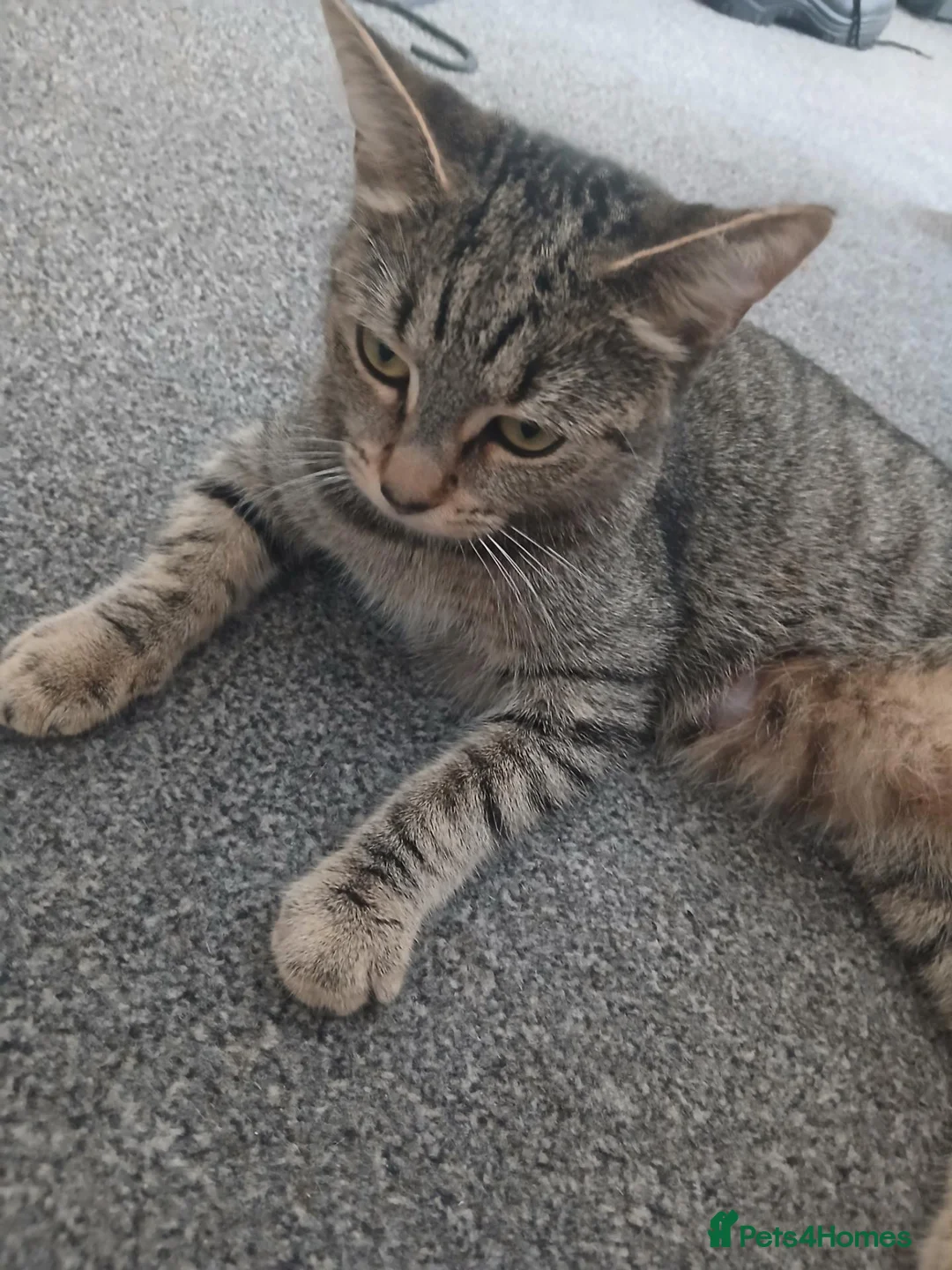 British Shorthair cats for sale: Beautiful tabby kittens - Advert 1