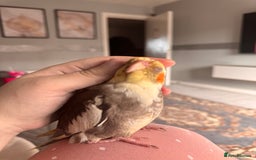 Cockatiels birds for sale: Male&female cockatiel for sale - Image 7